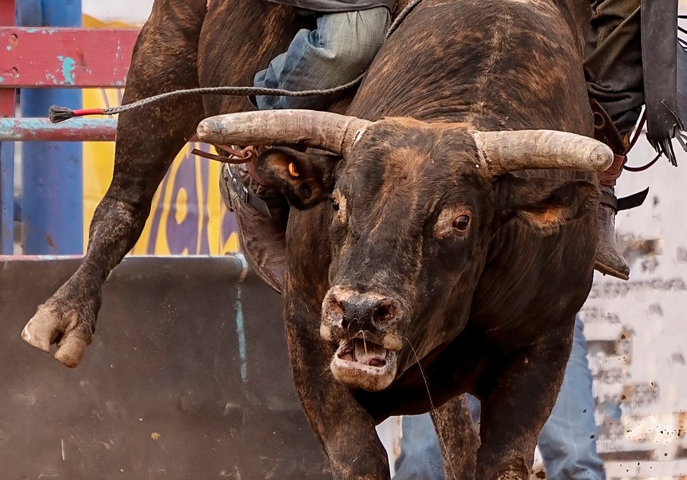 The Impact of Rodeo on Youth Development: Building Confidence and Character